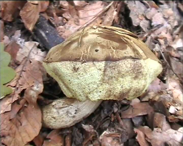 Leccinum crocipodium  (letellier)  Watling